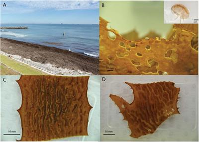 Kelp-Associated Microbes Facilitate Spatial Subsidy in a Detrital-Based Food Web in a Shoreline Ecosystem